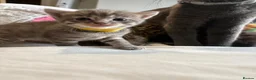 Mixed Breed cats for sale: Purrfectly adorable kittens - Advert 15
