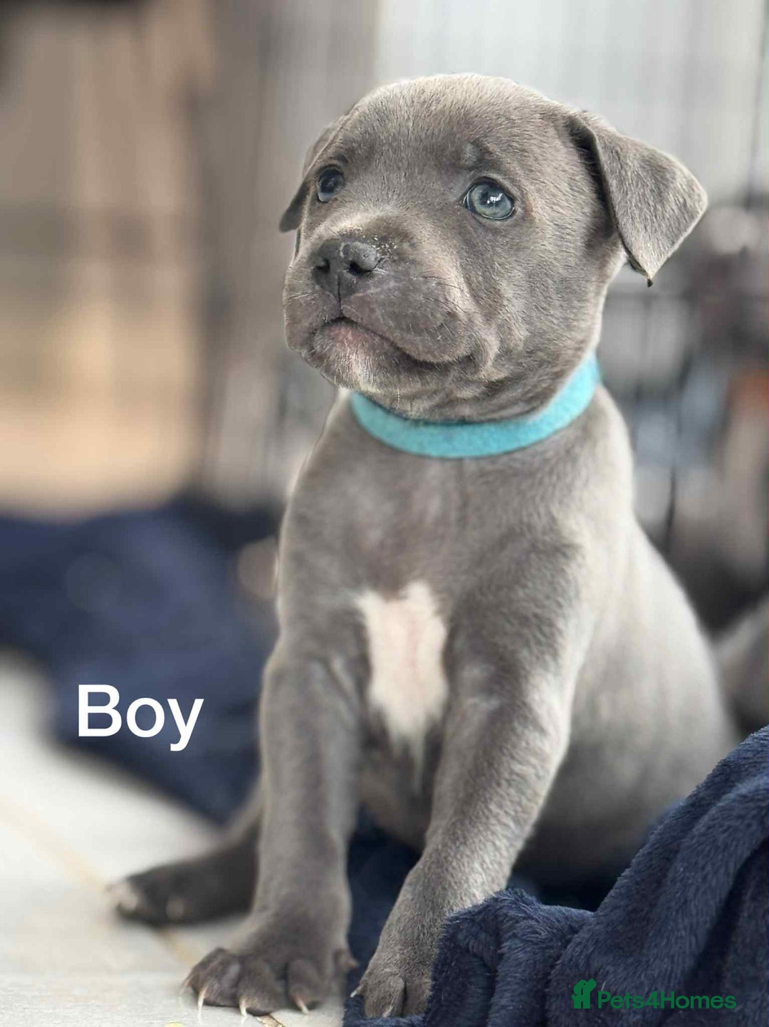 Staffordshire Bull Terrier dogs for sale: !!! Blue Staffordshire bull terriers !!! - Image 9