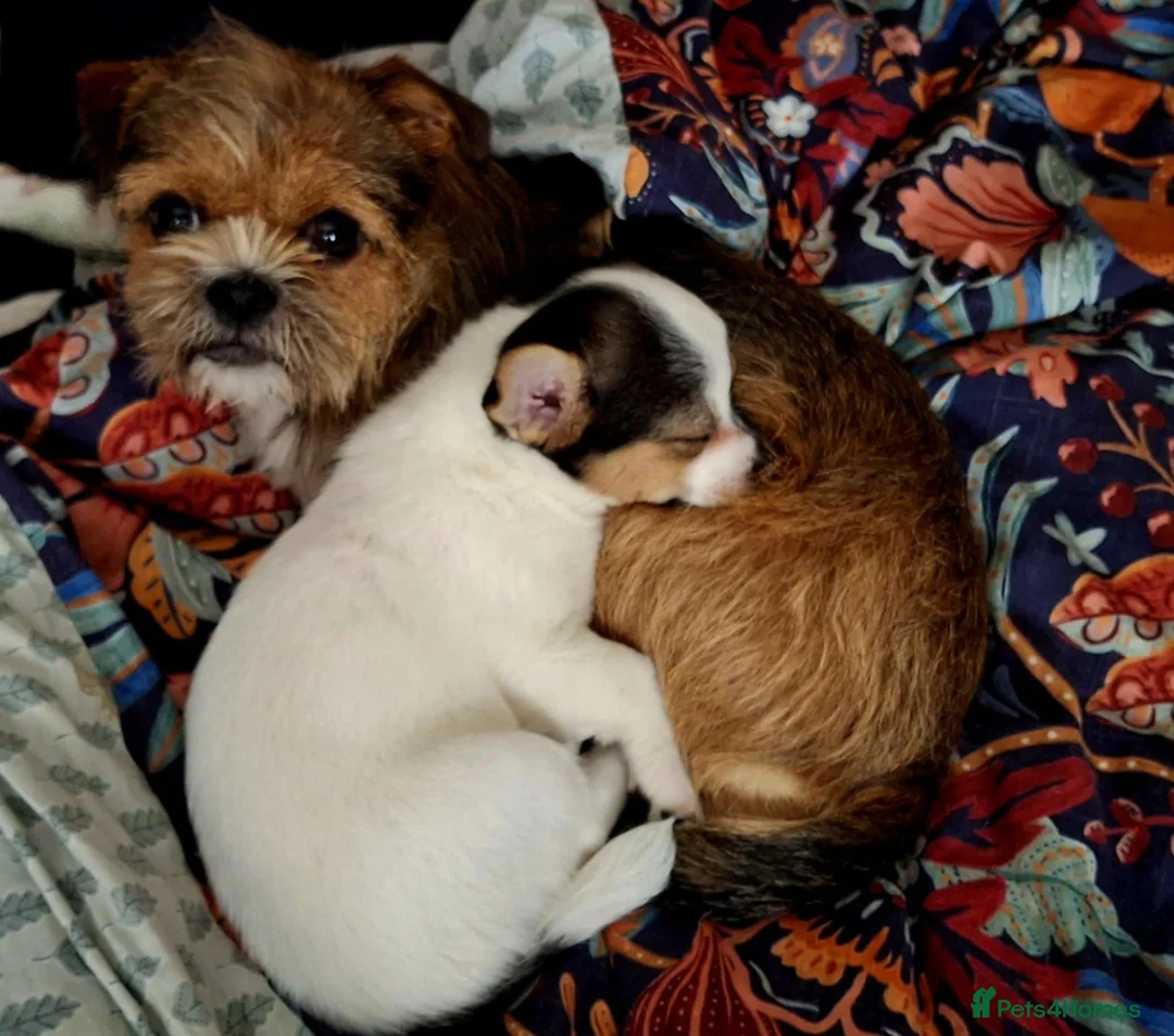 Mixed Breed dogs for sale: JACK russel X CHIHUAHUA x shitzu  - Advert 5