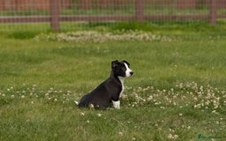 Mixed Breed dogs for sale: 🐾 Jack Russell x Border Collie Puppies  - Image 19