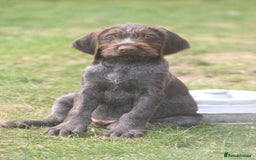 German Wirehaired Pointer dogs for sale: Beautiful Gwps puppies - Image 6