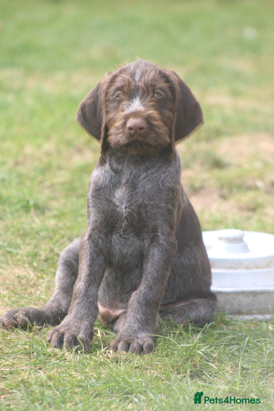 German Wirehaired Pointer dogs for sale: Beautiful Gwps puppies - Image 6