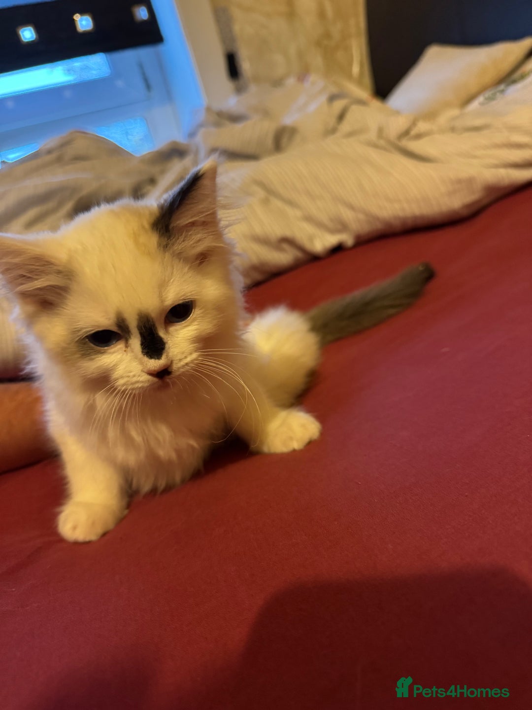 Ragdoll cats for sale: Ragdoll kittens 10 weeks old ready to go - Image 3