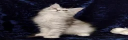 Maine Coon cats for sale: Pure Maine Coons Kittens For Sale - Advert 15