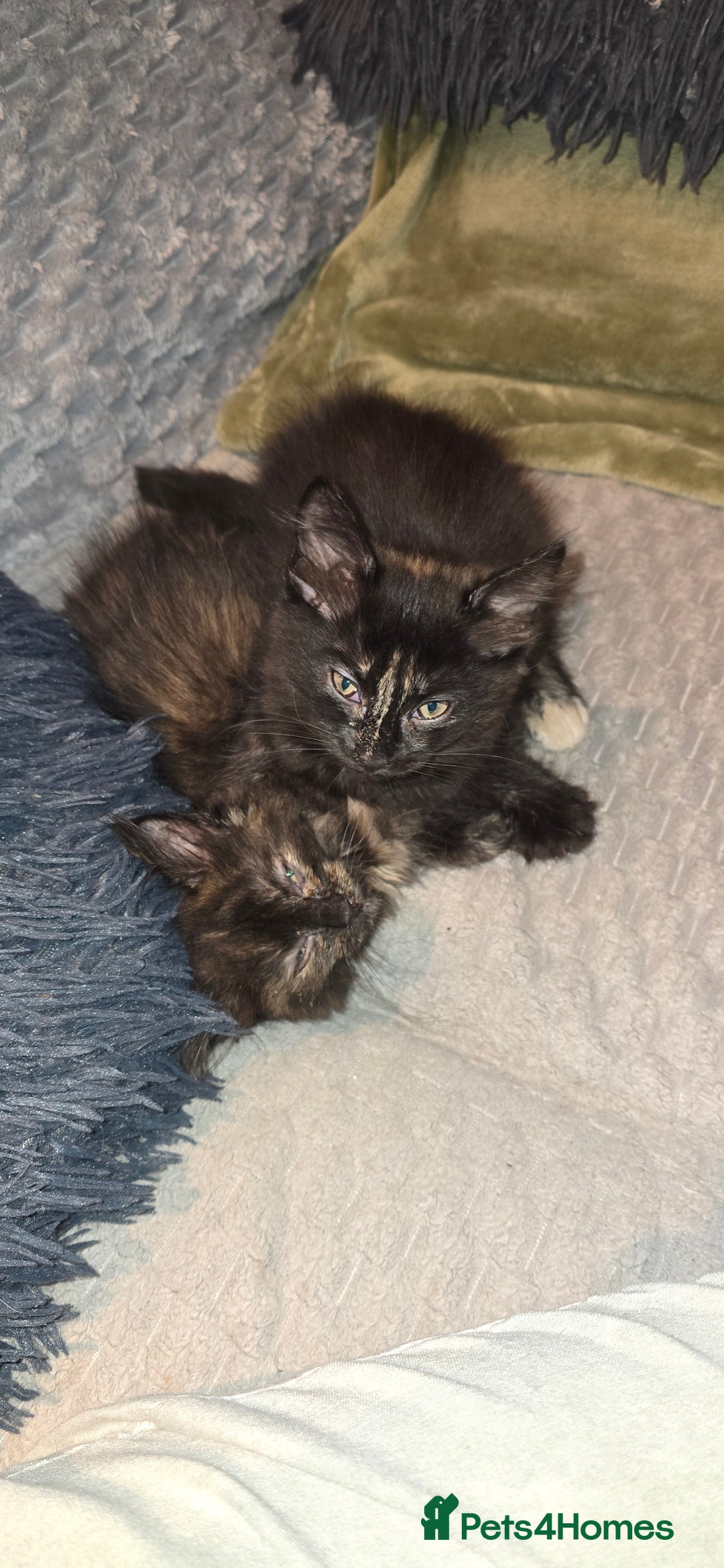 Scottish Fold cats for sale: Scottish fold kittens with straight ears - Advert 3