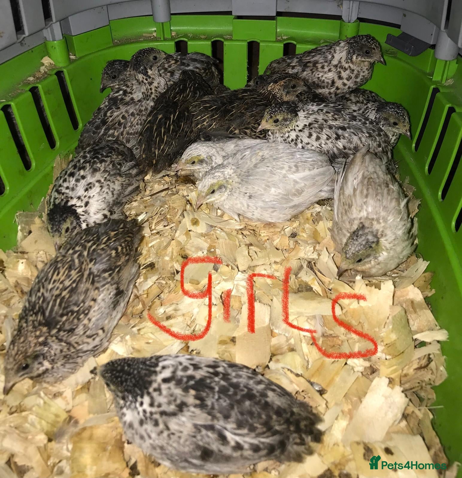 Quail poultry SEXED QUAILS/CHINESE PAINTED BUTTONS ! - Advert 21