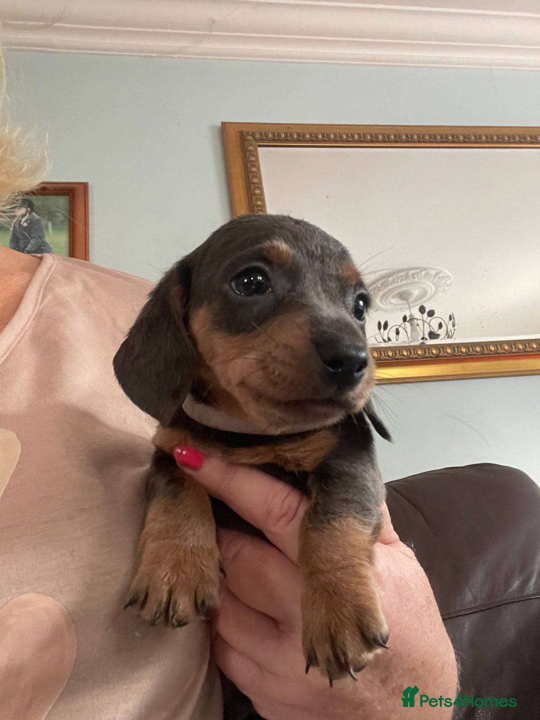 Dachshund dogs for sale: Miniature Dachshund stunning  - Image 3