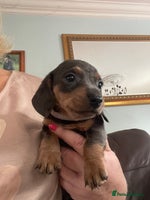 Dachshund dogs - Advert 7