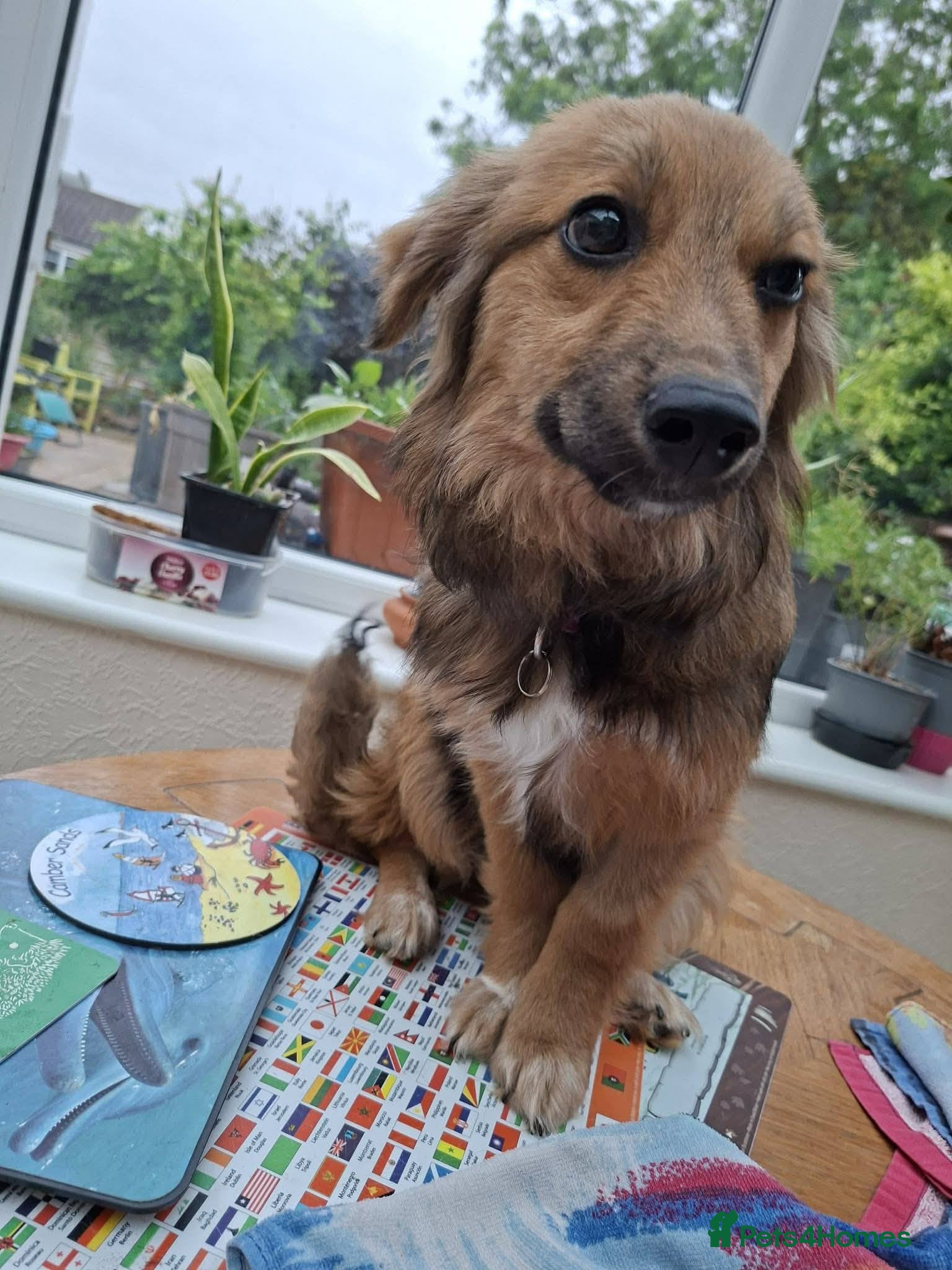 Mixed Breed dogs for adoption: Blossom for adoption in Bedford - Advert 10