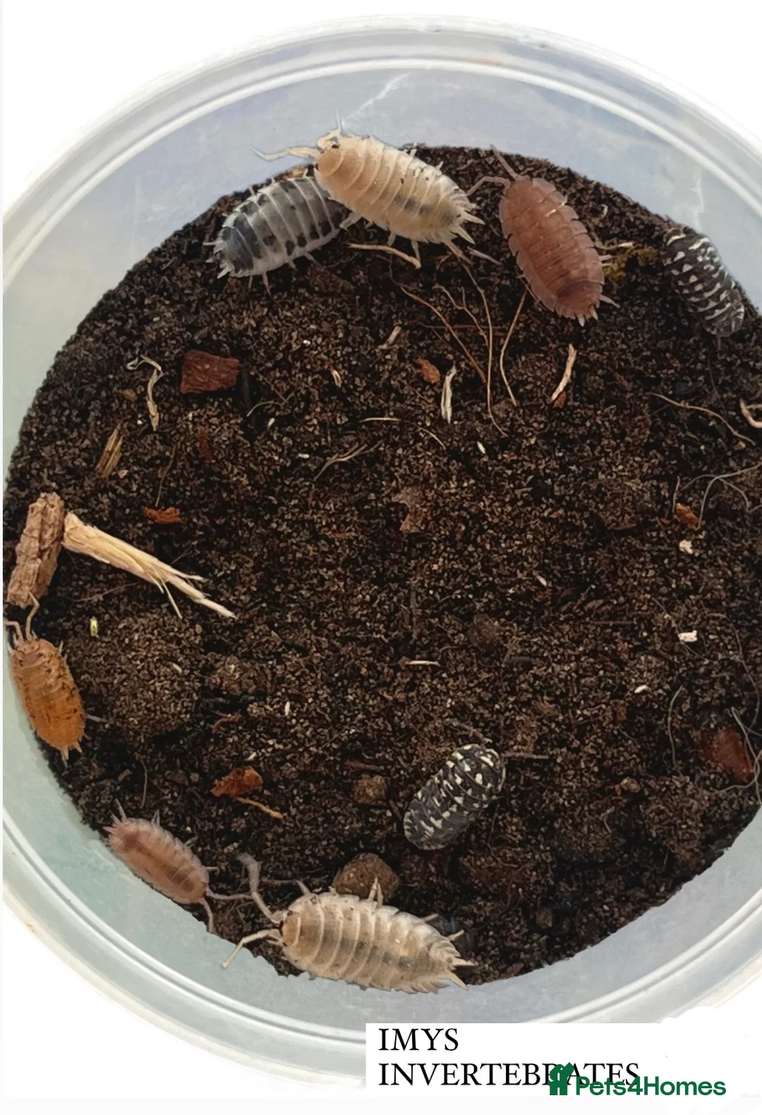 Isopods invertebrates for sale: ISOPODS READ DESCRIPTION happy to ship :) - Advert 2