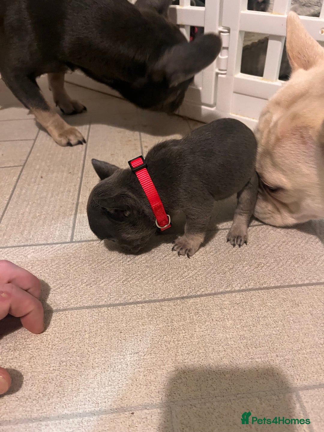 French Bulldog dogs for sale: Cutest frenchies pups  - Advert 11