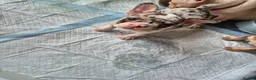 French Bulldog dogs for sale: Beautiful french bulldog puppies in Bristol - Advert 9