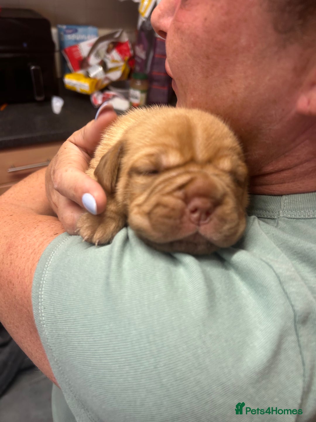 Dogue De Bordeaux dogs for sale: Dogue de Bordeaux pups - Image 5