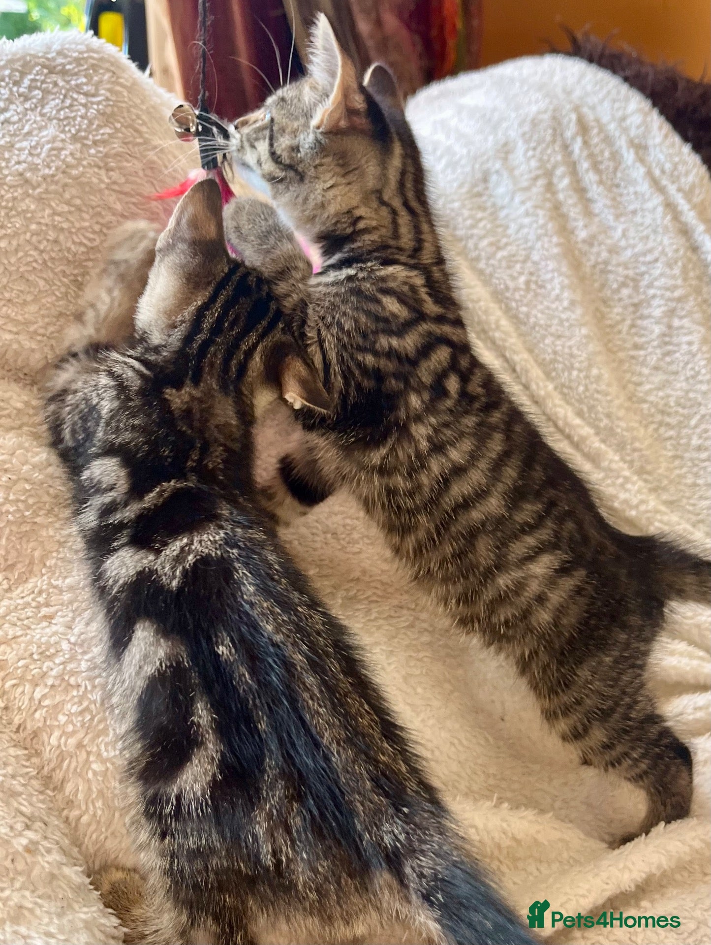 Bengal cats Bengal X With Super Famous References! - Advert 5