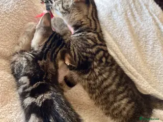 Bengal cats Bengal X With Super Famous References! - Advert 5