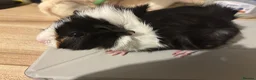 Guinea Pig rodents for sale: bonded guinea pigs for sale - Advert 21