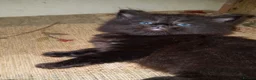 Mixed Breed cats for sale: 8 week old kittens in Barry - Advert 3