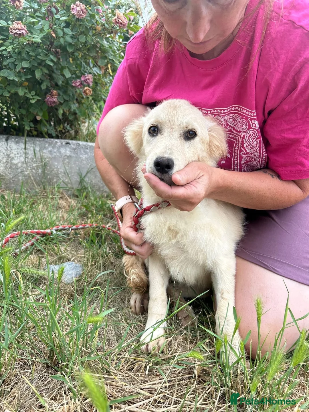 Mixed Breed dogs for adoption: Cathy - Norwich Norfolk  - Advert 9