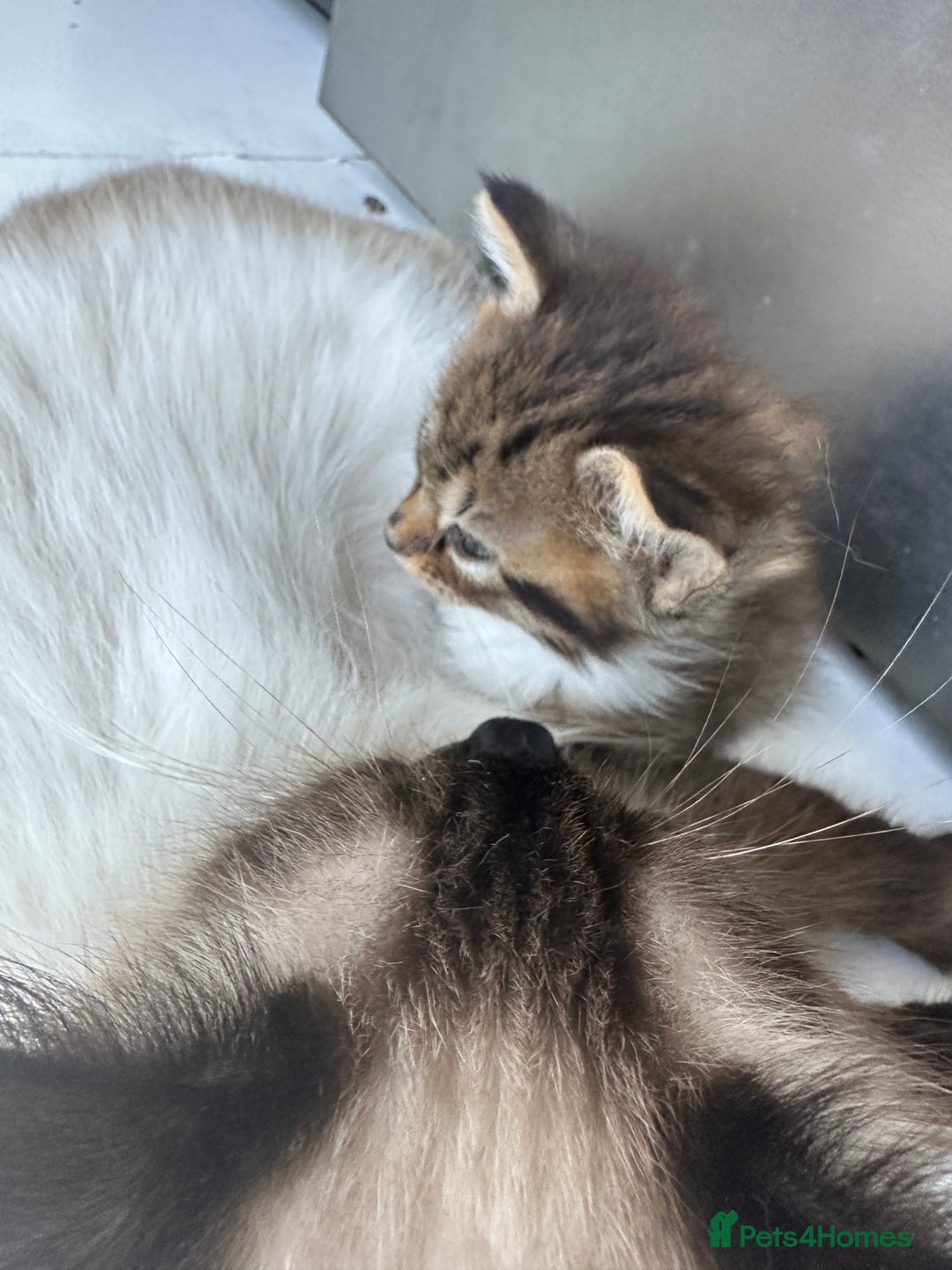 Mixed Breed cats for sale: Ragdoll Cross Kittens, 2 boys 1 girl - Advert 10