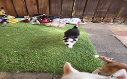 Siberian Husky dogs for sale: Siberian husky puppies (ready forever loving home) - Image 13
