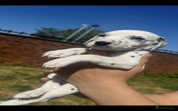 Dalmatian dogs for sale: Dalmatian puppies  - Image 12