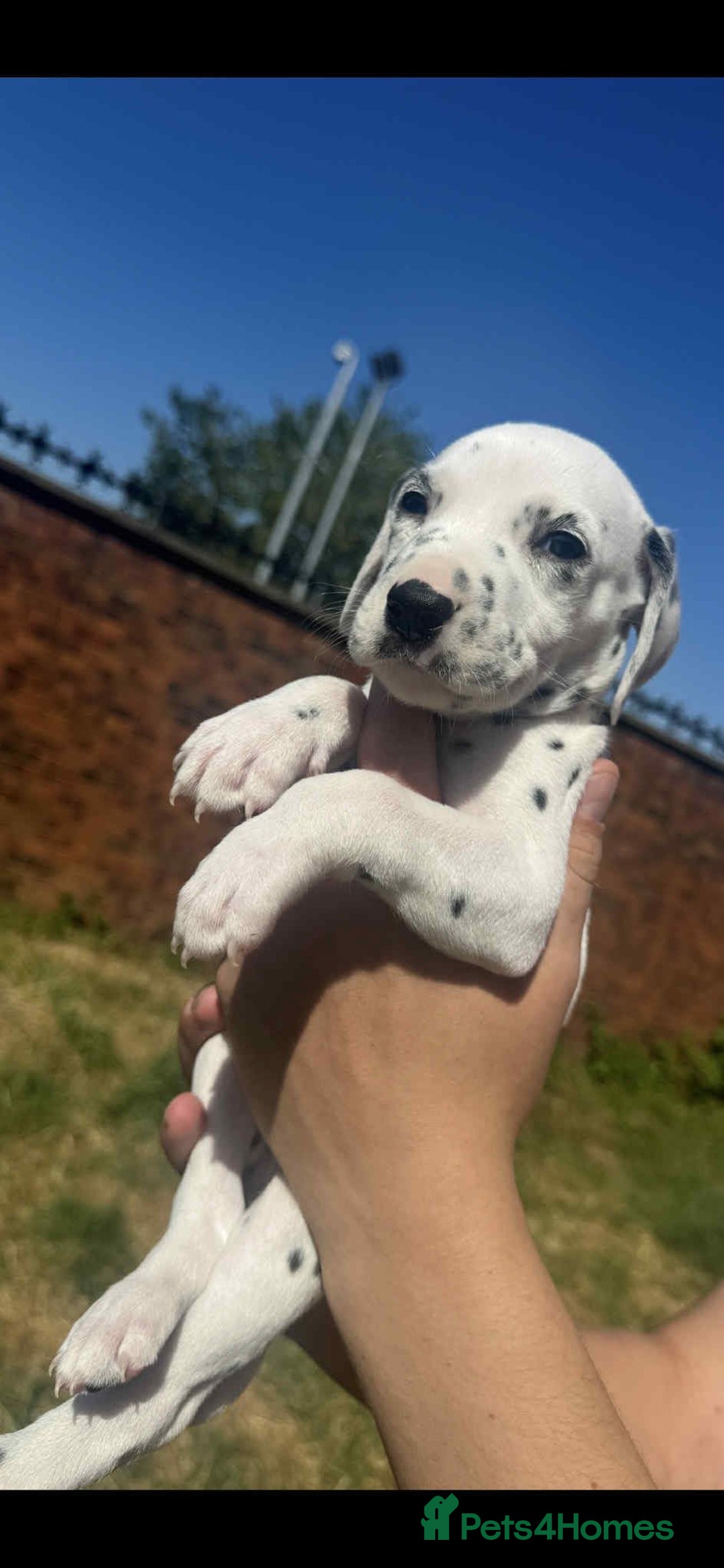 Dalmatian dogs for sale: Dalmatian puppies  - Image 12