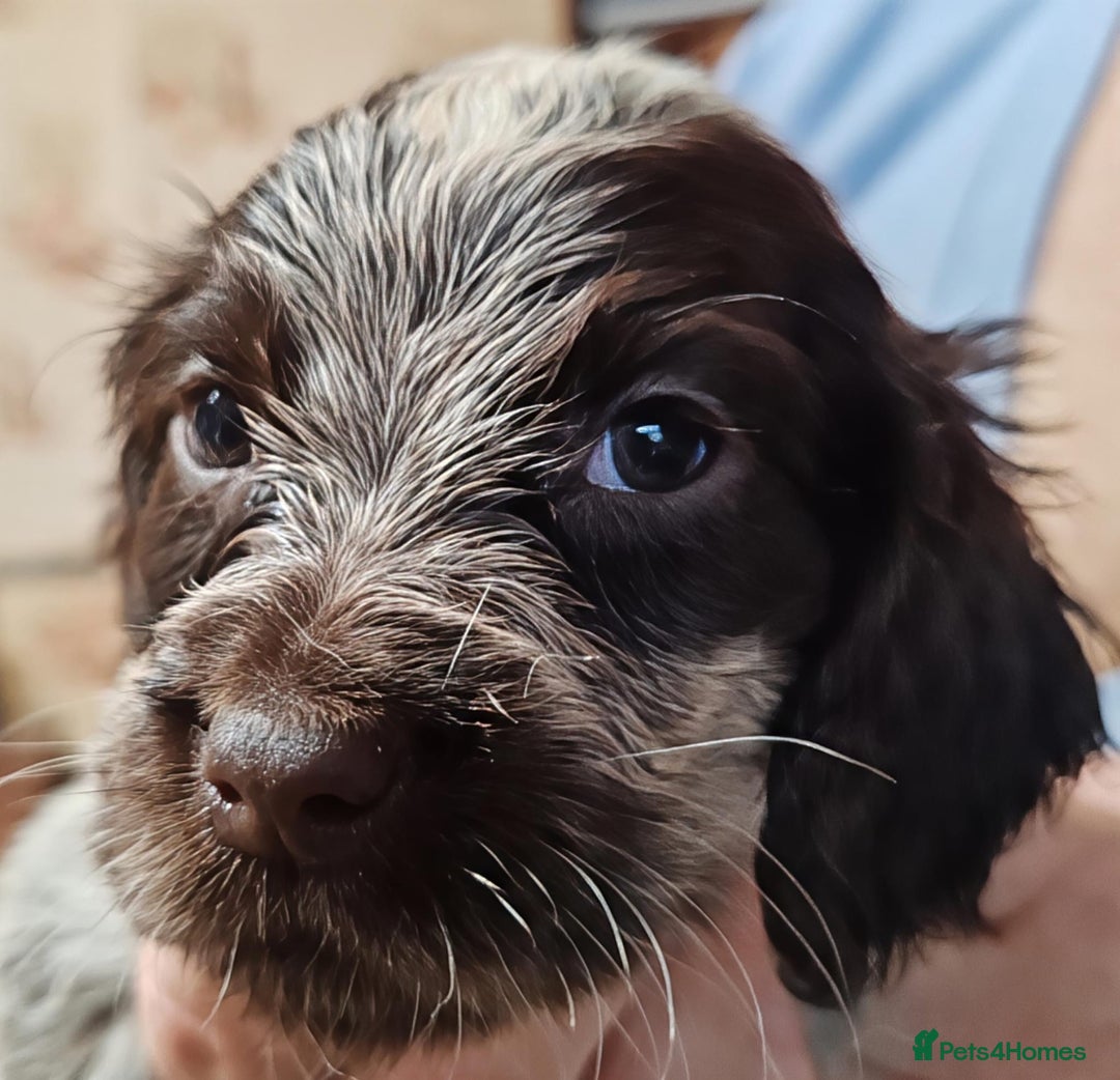 Sprocker dogs for sale: Gorgeous Sprocker Spaniel puppies. - Image 8