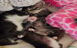 Ragcoon cats for sale: Ragcoon kittens 😸 😍  - Image 5