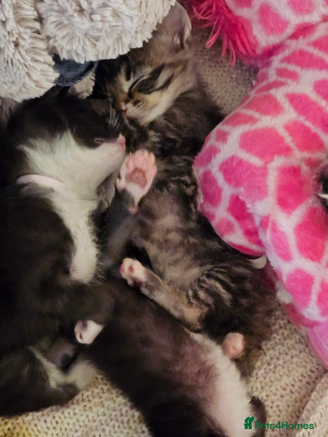 Ragcoon cats for sale: Ragcoon kittens 😸 😍  - Image 5