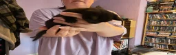 Mixed Breed cats for sale: 3 adorable domestic kittens - Advert 15