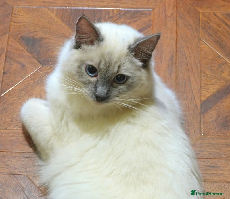 Ragdoll cats for sale: Gorgeous GCCF Reg Ragdoll Boy - Advert 1