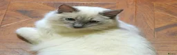 Ragdoll cats for sale: Gorgeous GCCF Reg Ragdoll Boy - Advert 1