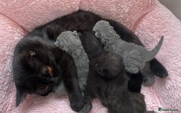 British Shorthair cats for sale: 🐱Last fluffy  British Shorthair Boy🐱 - Advert 6