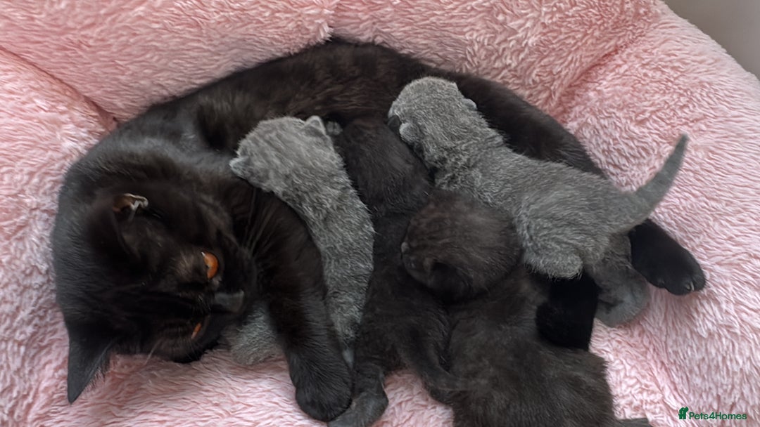 British Shorthair cats for sale: 🐱Last fluffy  British Shorthair Boy🐱 - Advert 6