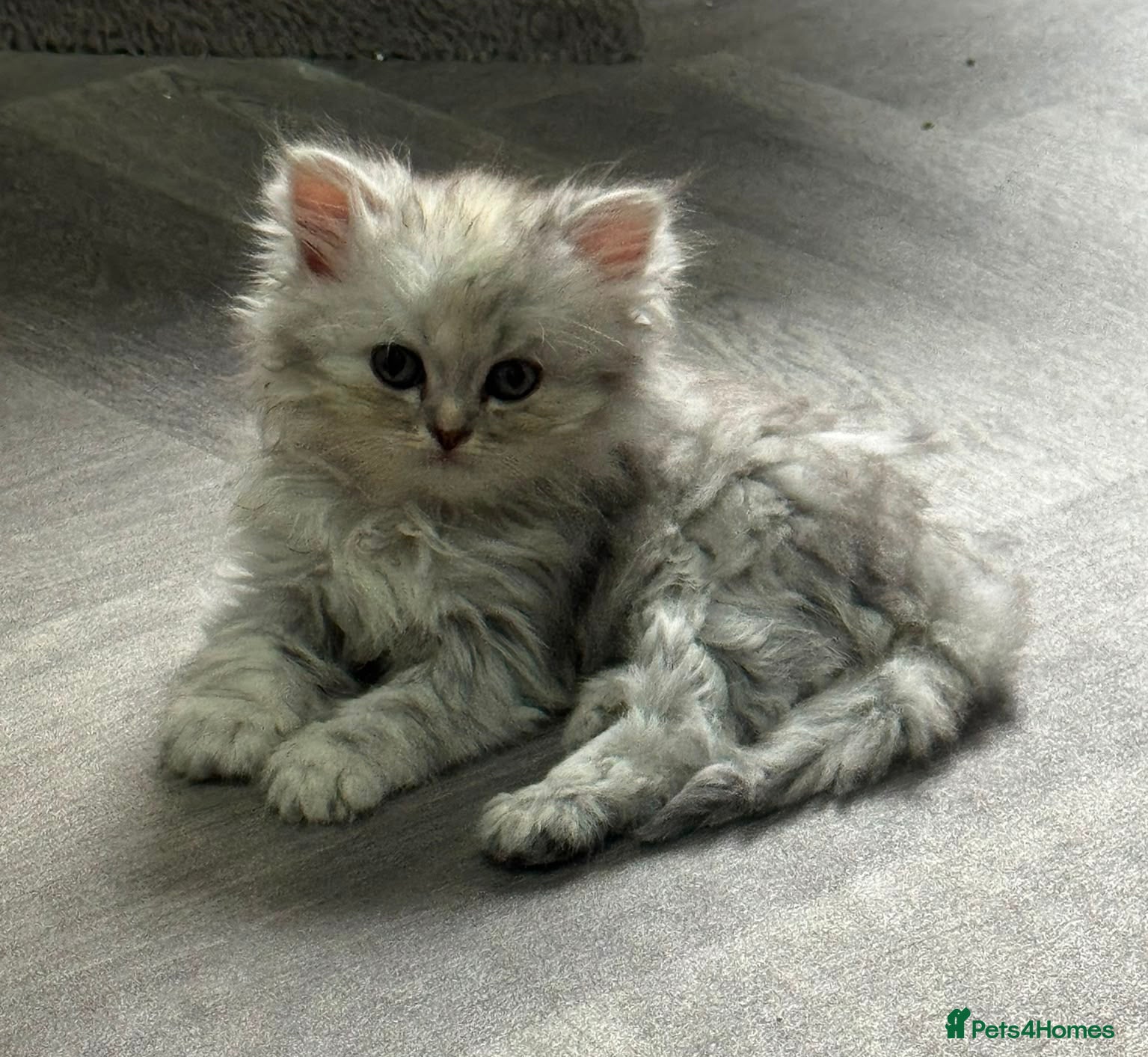 Persian cats Beautiful long haired Persian Kittens - Advert 2