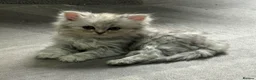 Persian cats for sale: Beautiful long haired Persian Kittens - Advert 2