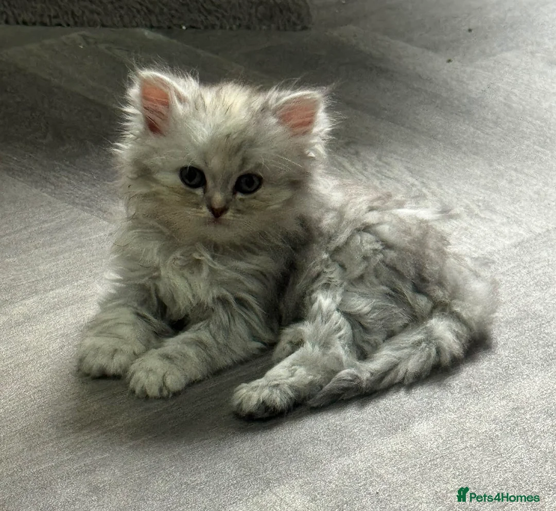 Persian cats for sale: Beautiful long haired Persian Kittens - Advert 2