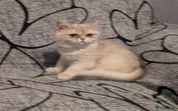 British Shorthair cats for sale: Little funny adorable girl  - Image 6