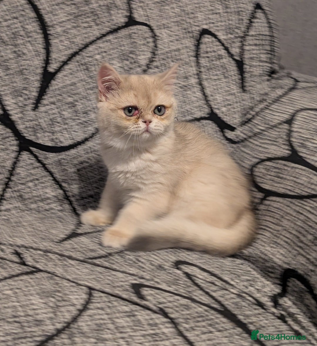 British Shorthair cats for sale: Little funny adorable girl  - Image 6