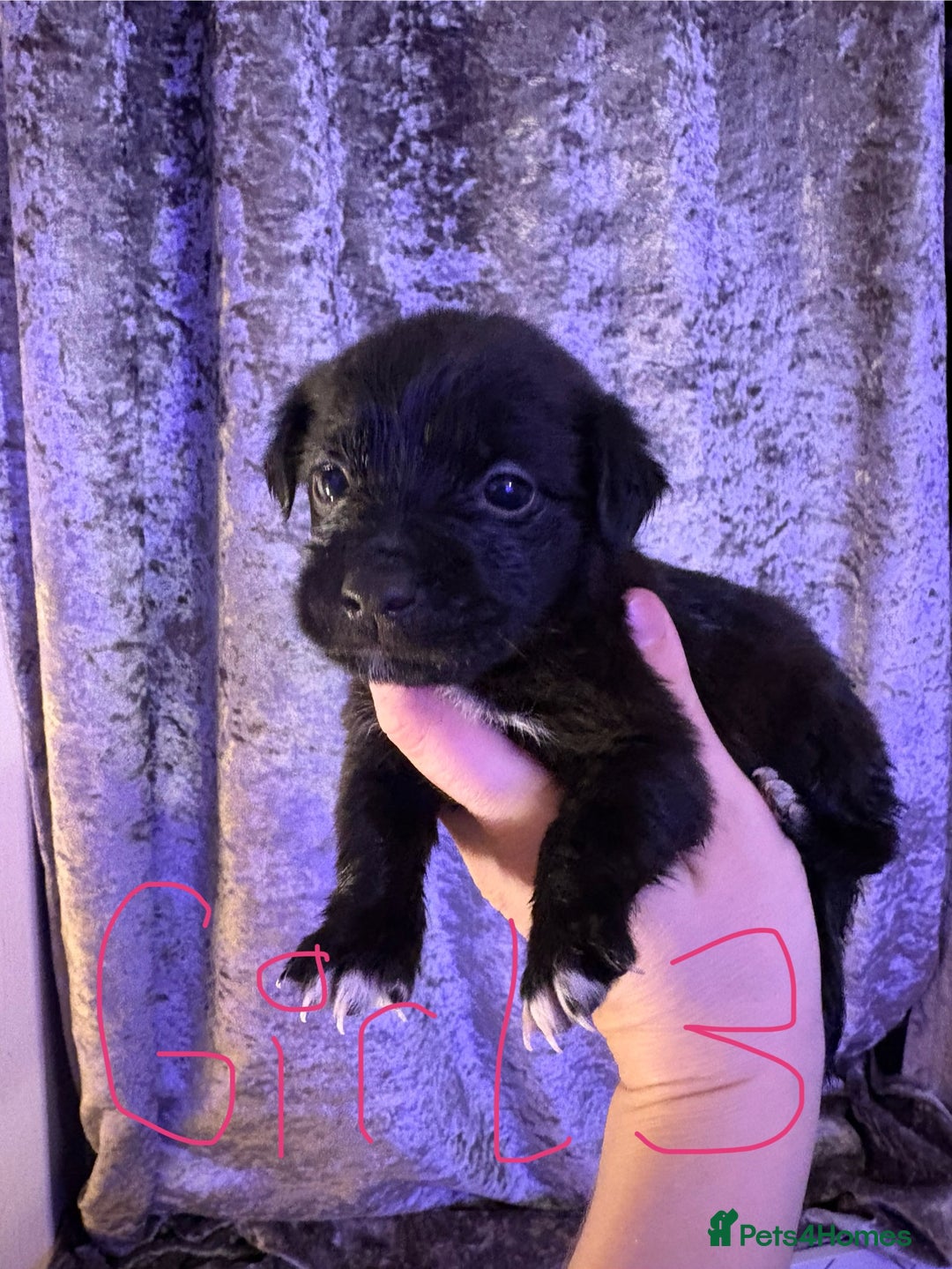 Patterjack dogs for sale: Patterjack READY 12th JANUARY!!!! - Advert 3