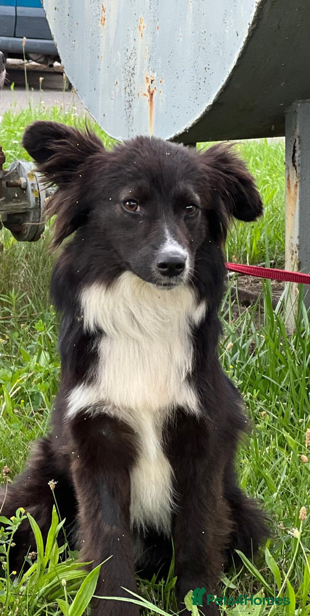 Border Collie dogs for adoption: Nika’s Story: Saved from the Brink of Death - Image 8