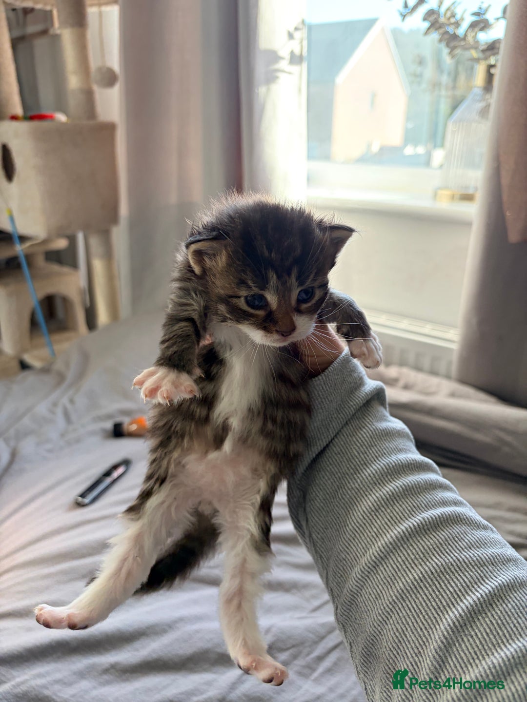 Maine Coon cats for sale: Mainecoon X tabby kittens 🐈‍⬛  - Advert 8