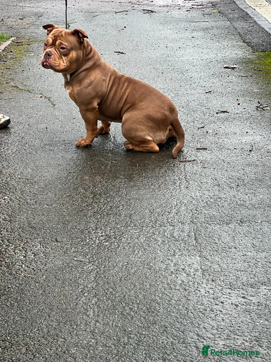 American Bully dogs for sale: Chocolate tri female  - Advert 3