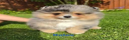 Pomeranian dogs for sale: Stunning Rare Merle Pomeranian - Advert 20