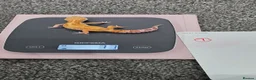Leopard Gecko reptiles for sale: Various young leopard geckos for sale. Bolton.  - Advert 3