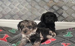 Cockapoo dogs for sale: F1 Cockapoos for sale  - Image 33