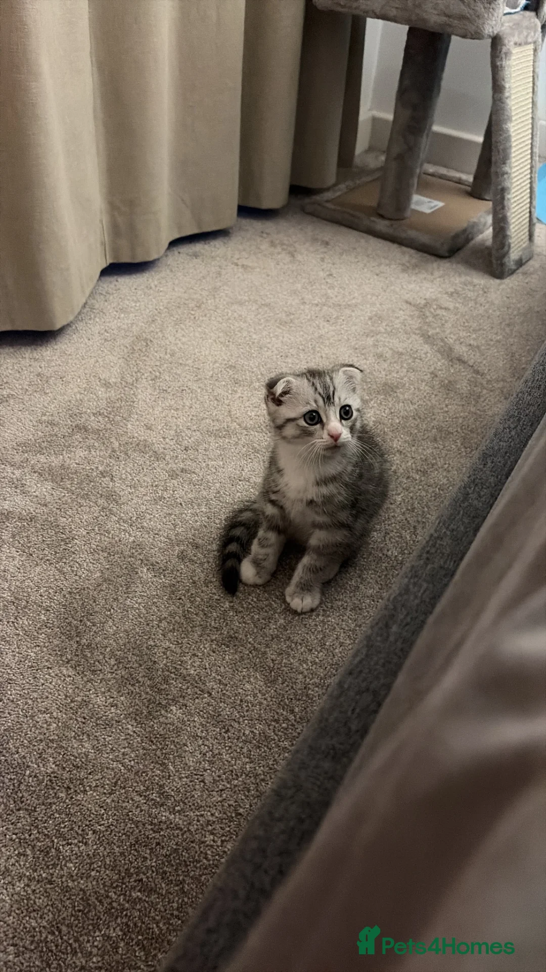Scottish Fold cats for sale: Kitten looking for new home  - Advert 2
