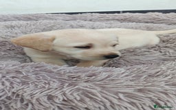 Labrador Retriever dogs for sale: Labrador puppies  - Image 9