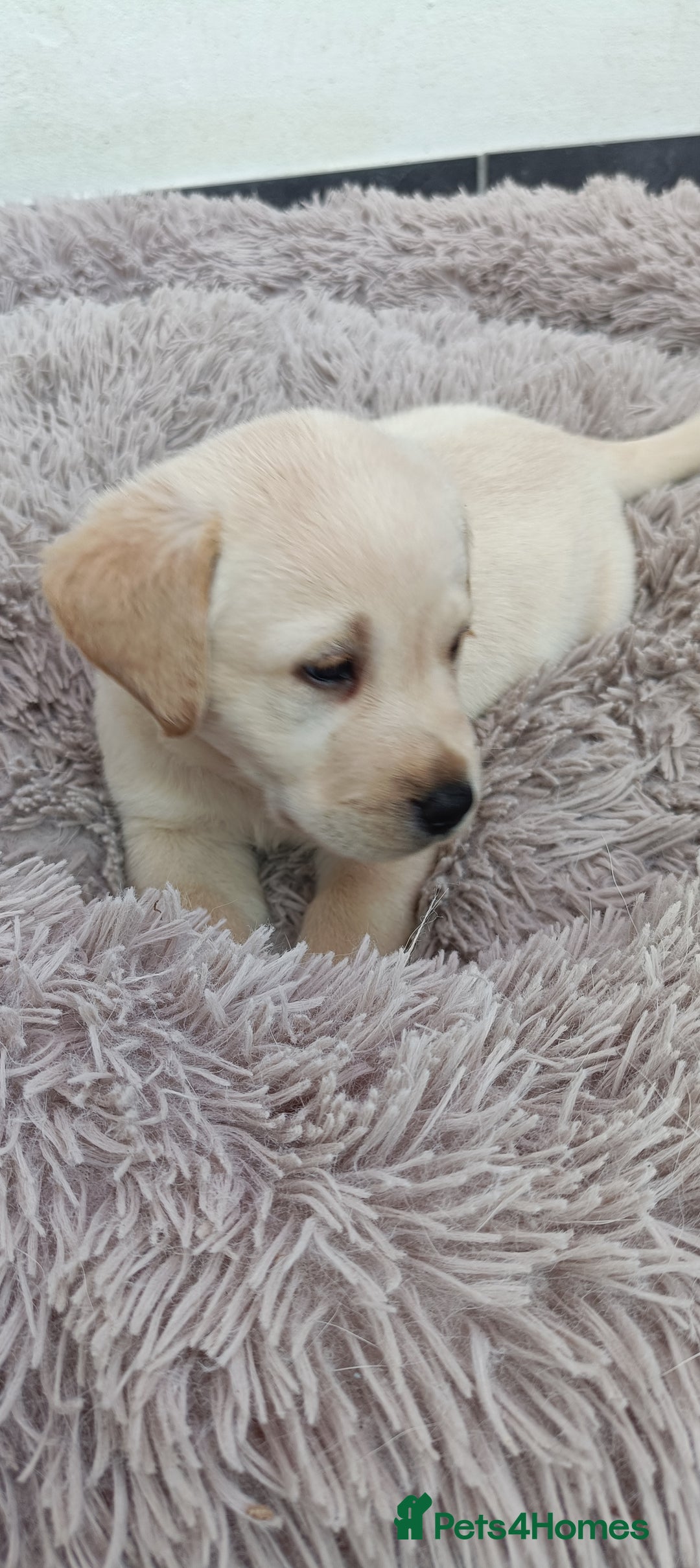 Labrador Retriever dogs for sale: Labrador puppies  - Image 9