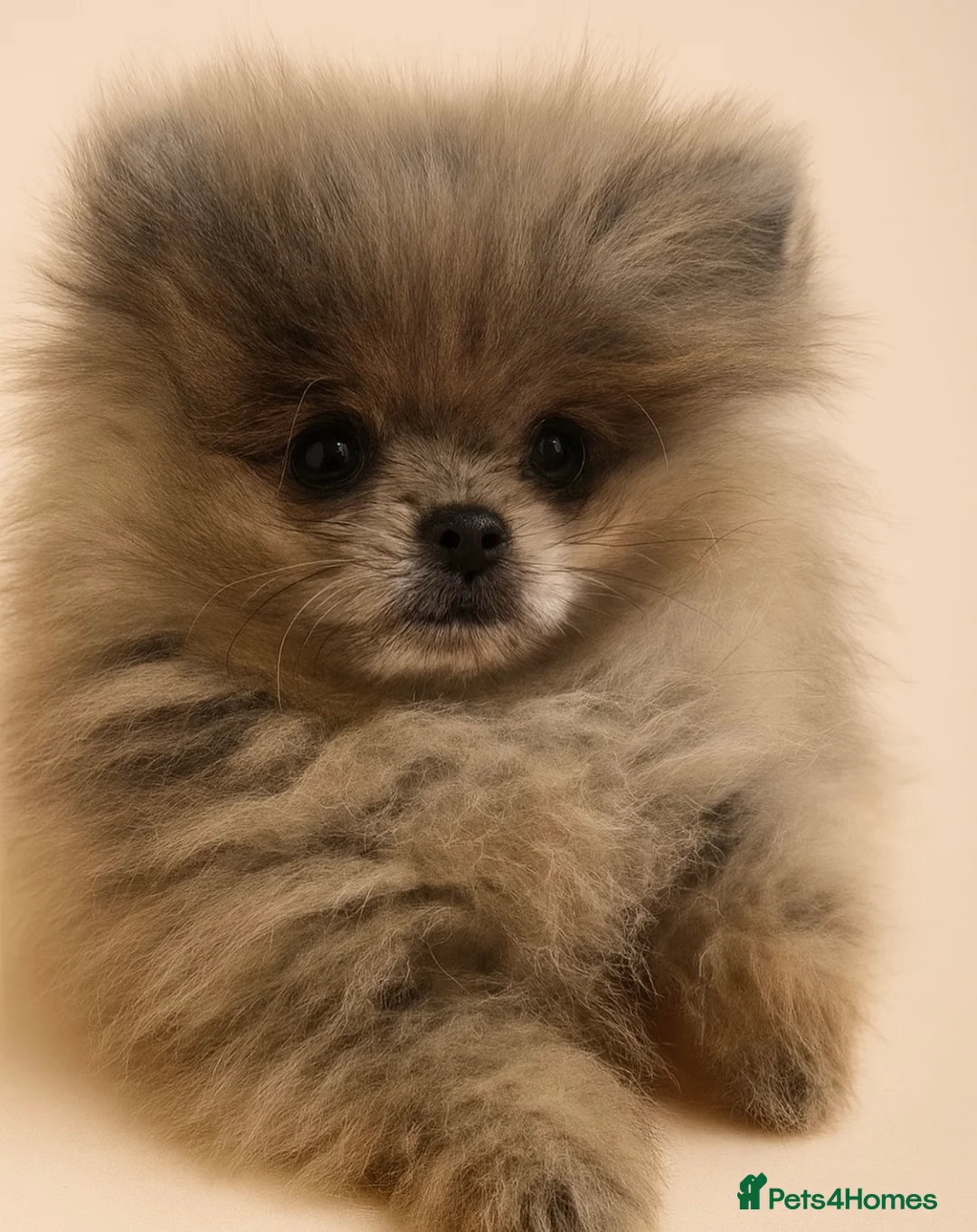 Pomeranian dogs for stud: THE BEST QUALITY MERLE TEDDY FACED POM STUD - Advert 11